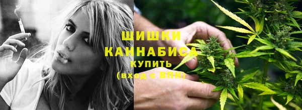 прущие грибы Михайлов